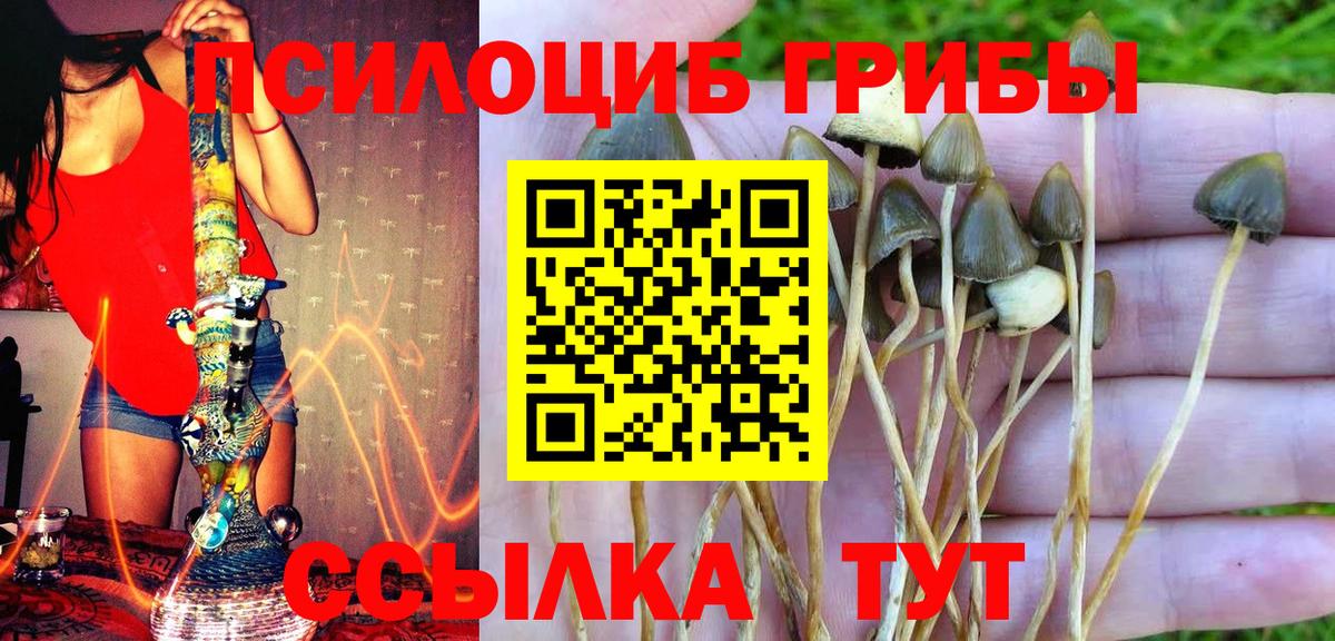 Галлюциногенные грибы Psilocybe Зима